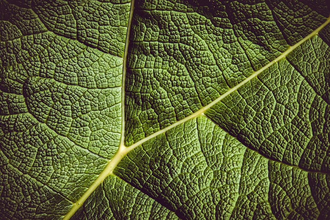 leaf-3504797_1280
