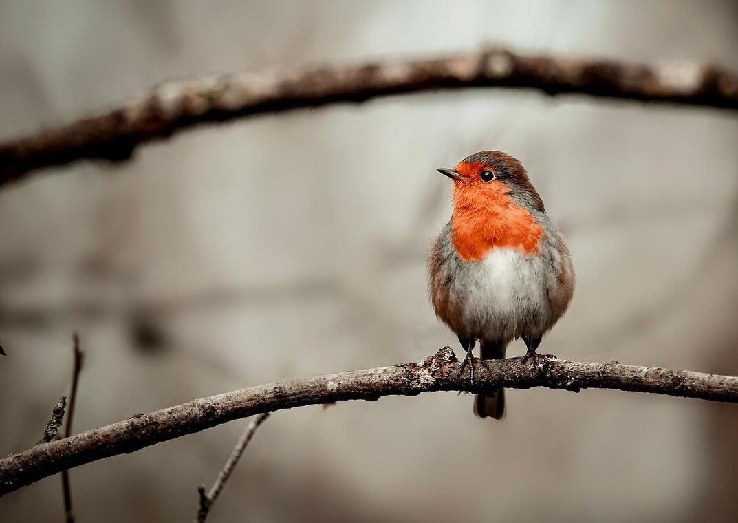 robin-6906521_1280