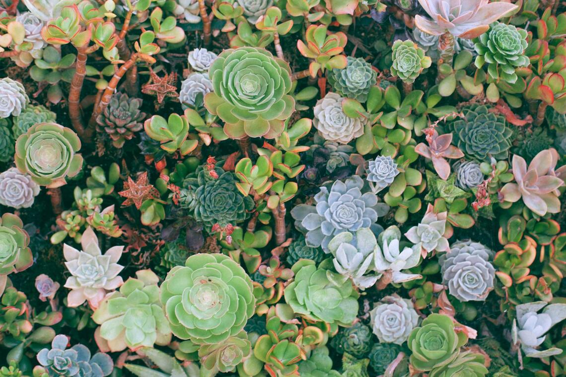 succulentes