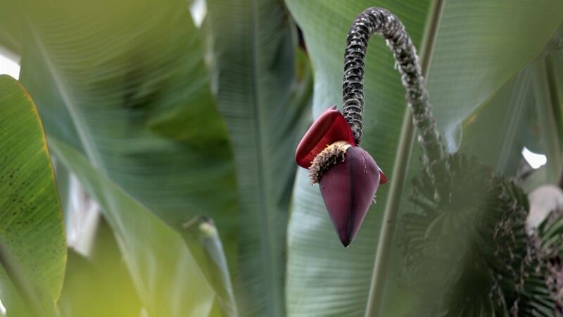 Fleur de bananier au Jardin Botanique de Meise - © Celine MALEVRE et Marie Elise TANG - FIFO Distribution