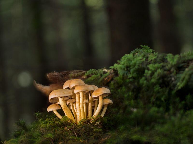 mushrooms©Andreas de Pixabay