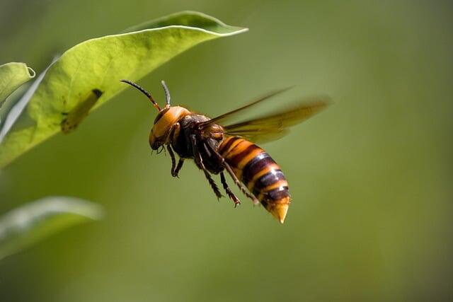 asian-giant-hornet