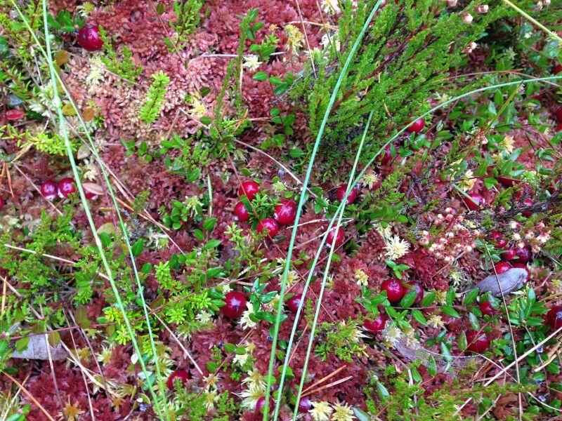 bog©Anneli Veel