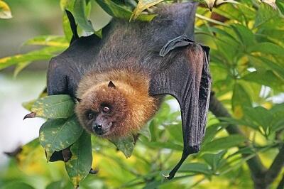 chauve souris 3