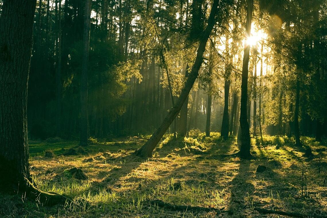 forest©Pixabay
