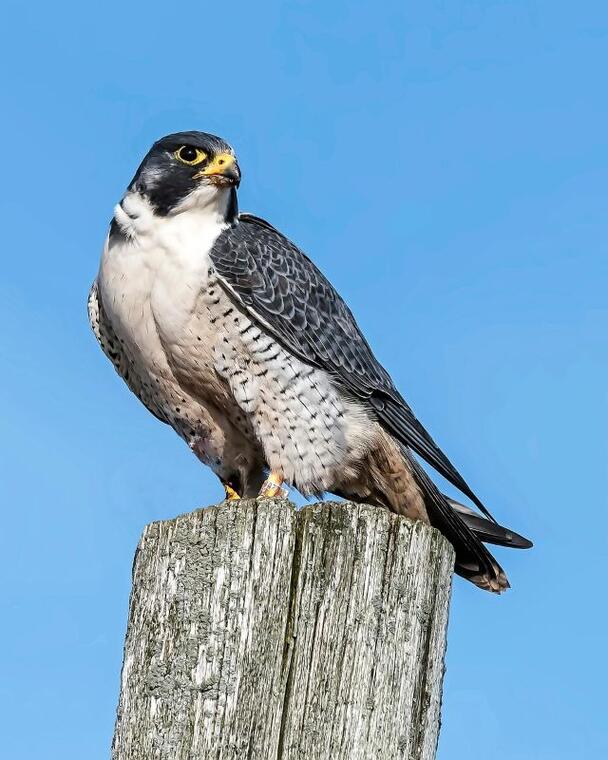 peregrine-falcon©Hans Toom de Pixabay
