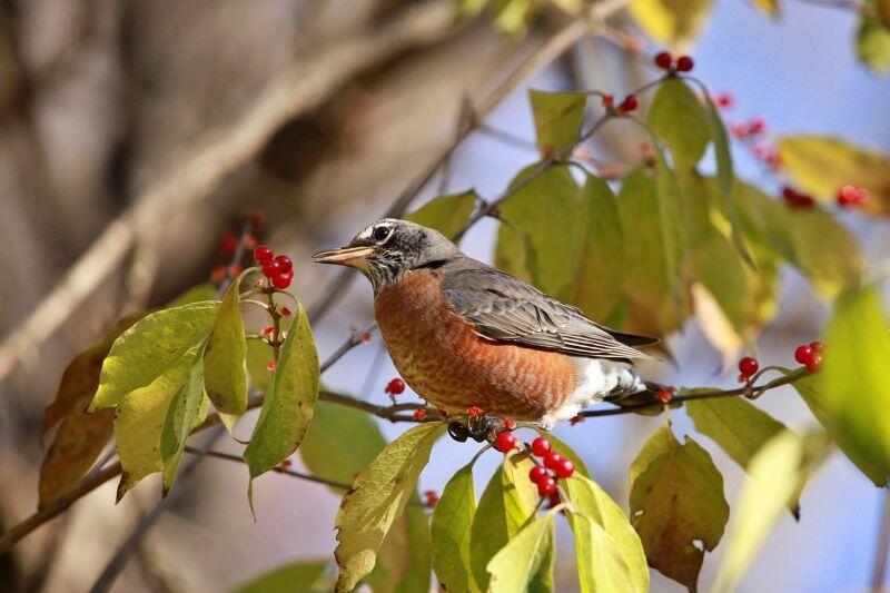 robin©Lori de Pixabay