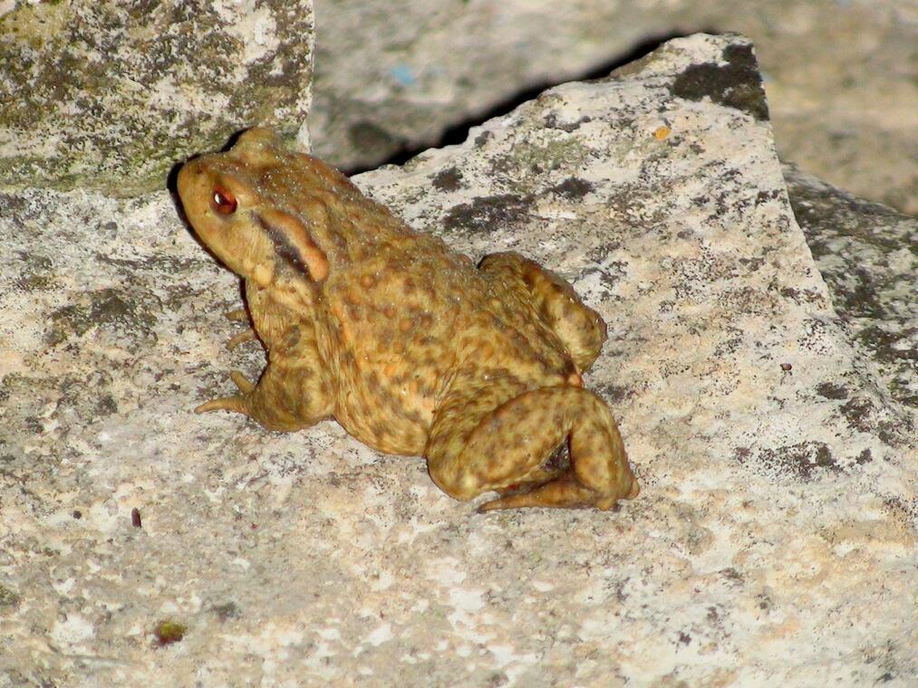 Crapaud commun 00004
