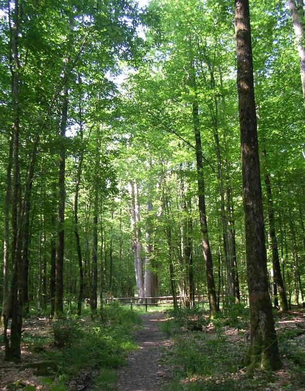 Forêt domaniale de Senocnhes