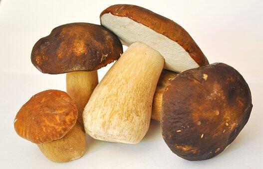 mushroom-913499__340