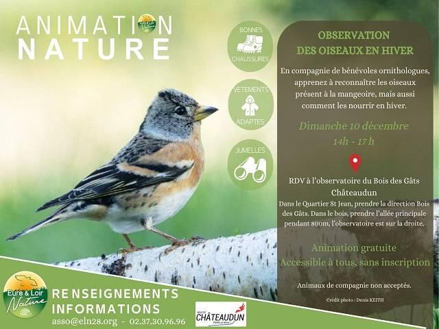 observation oiseaux châteaudun 10.12