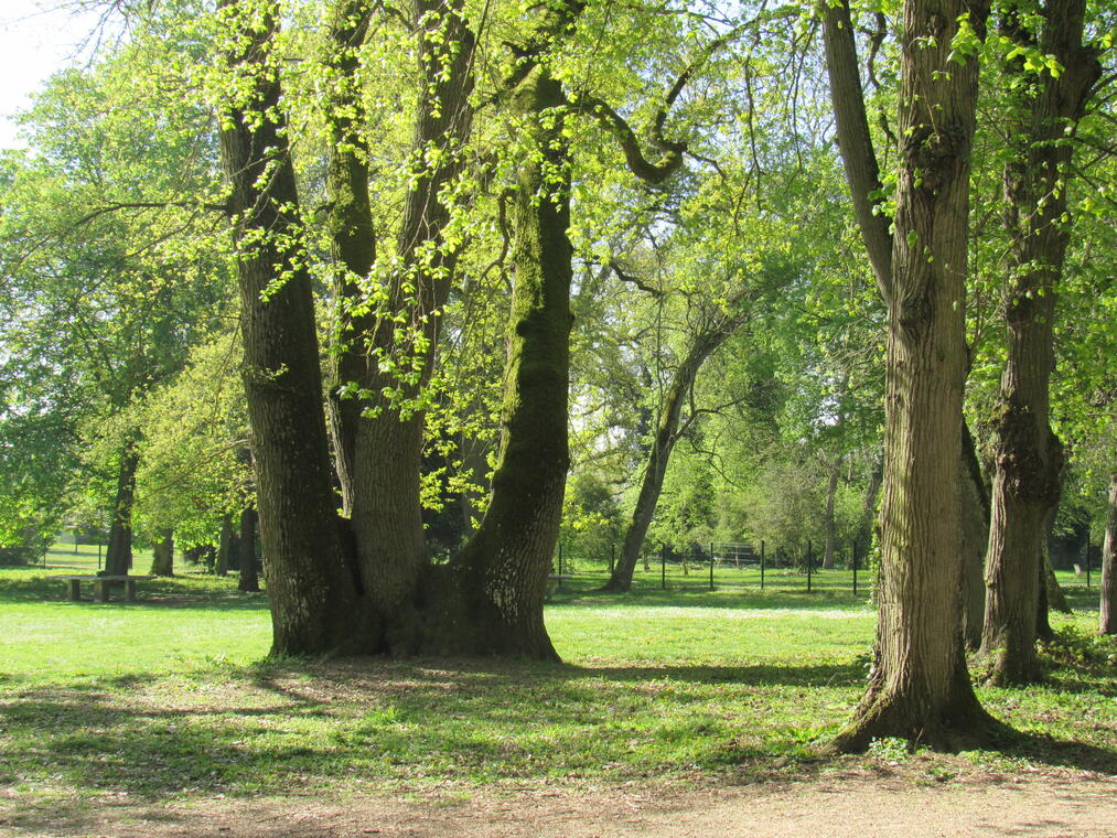 05 - bois des gats