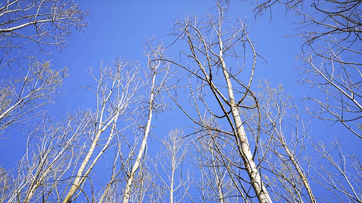 05-23-mardi-science-arbre-secheresse