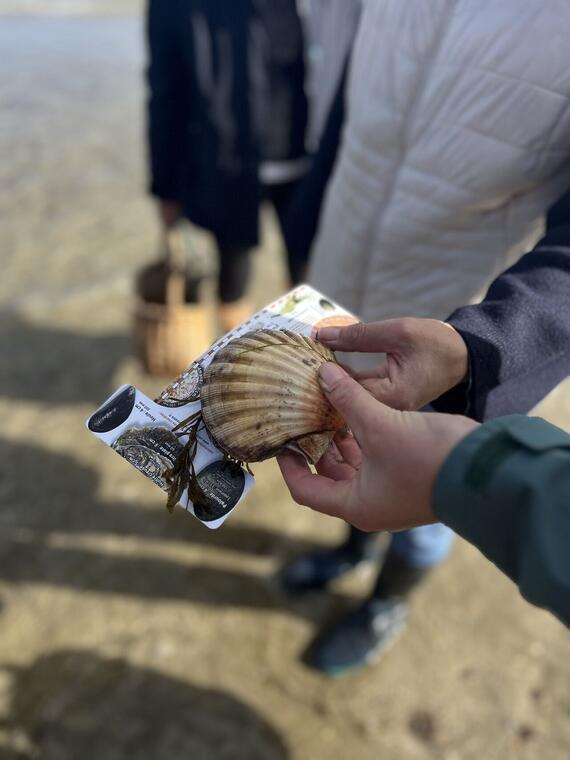 COQUILLE ST JACQUES(1)