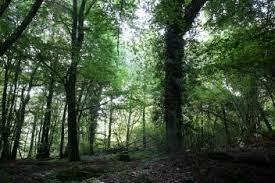 Foret - La Rance