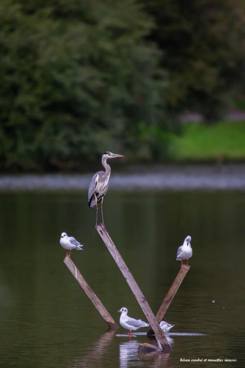 HERON ET CIE