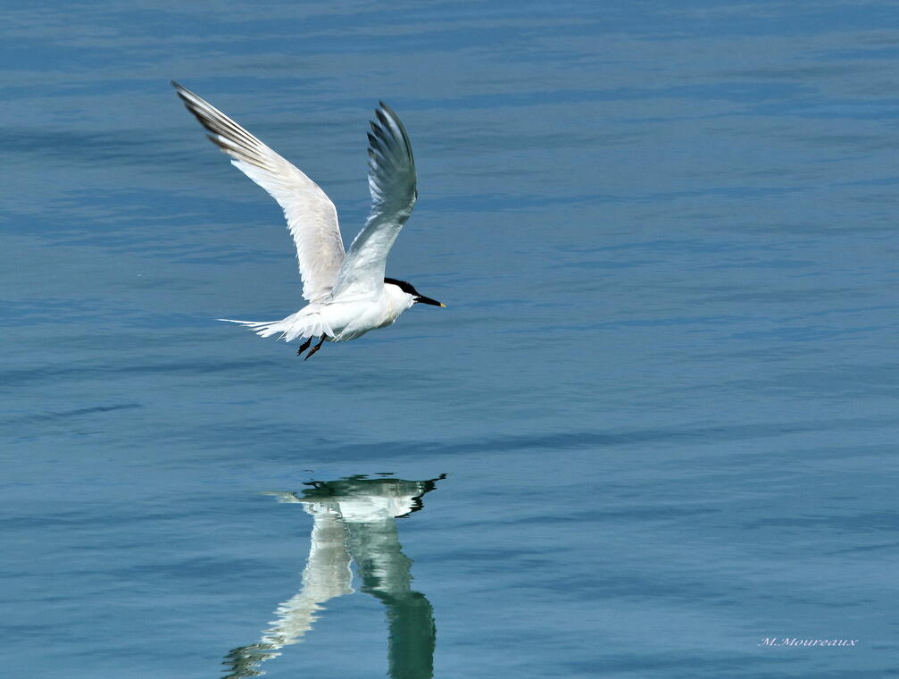 Balade ornithologique - Loctudy - Pays Bigouden - Bigoudenjoy