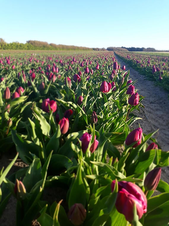 Fête des fleurs - Plomeur - Pays bigouden sud - Bigoudenjoy