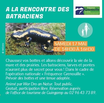 A la rencontre des batraciens