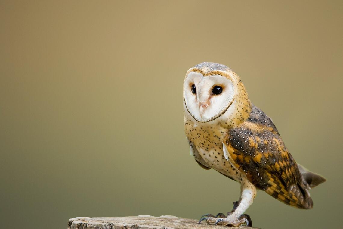 barn-owl-2988291_1920