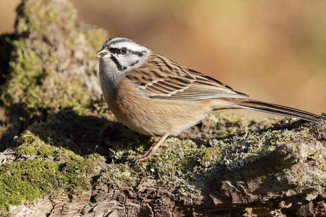 Conférence oiseaux - Pont-l'Abbé - Pays bigouden