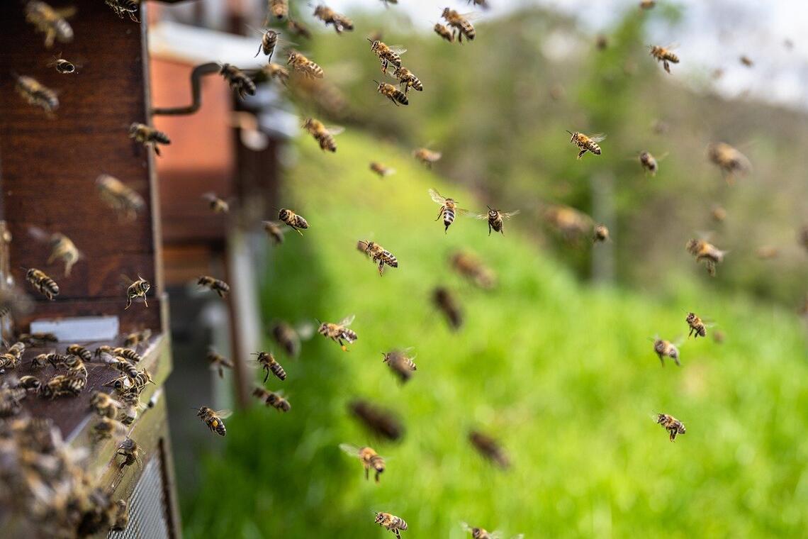 Exposition sur les abeilles - Ploneour - lanvern- Pays Bigouden