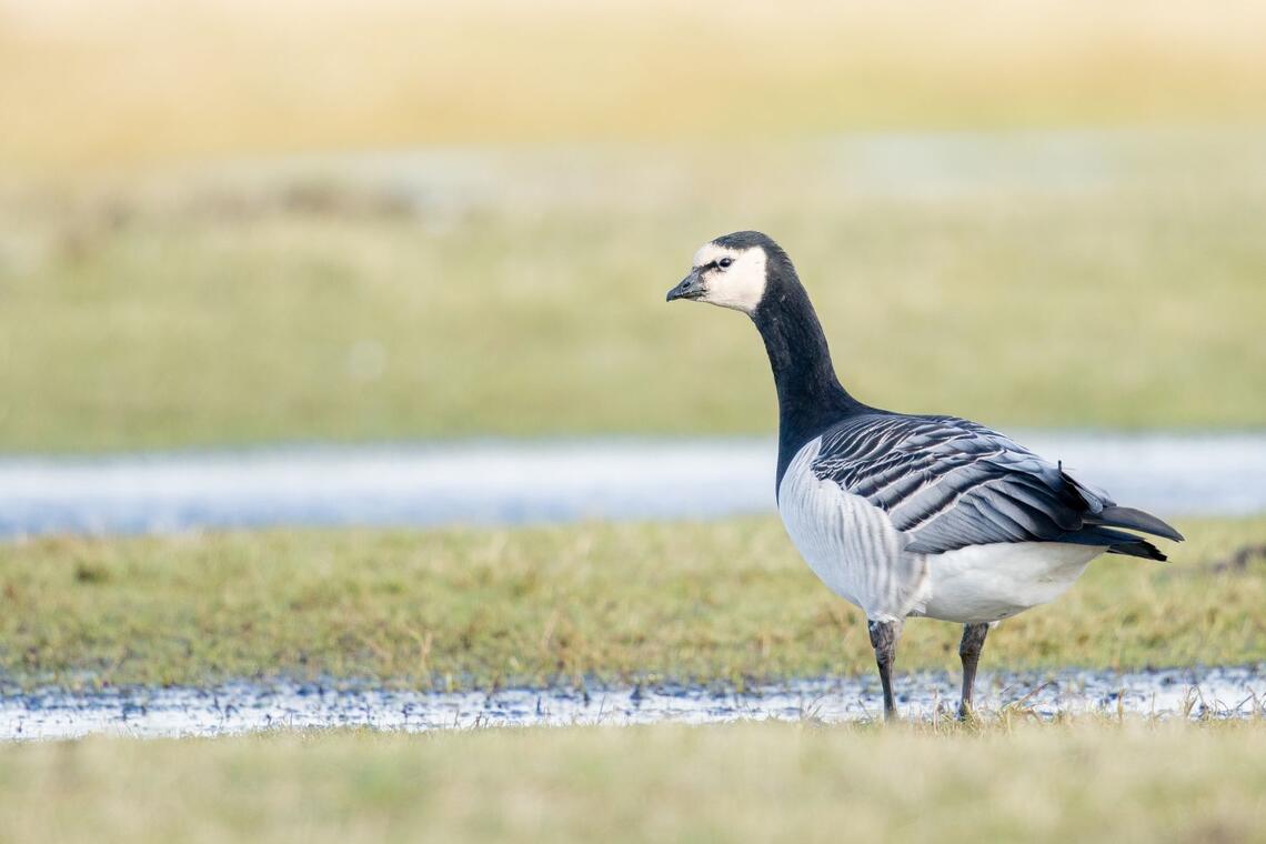 Sortie ornithologie - Combrit - Pays Bigouden - Bigoudenjoy