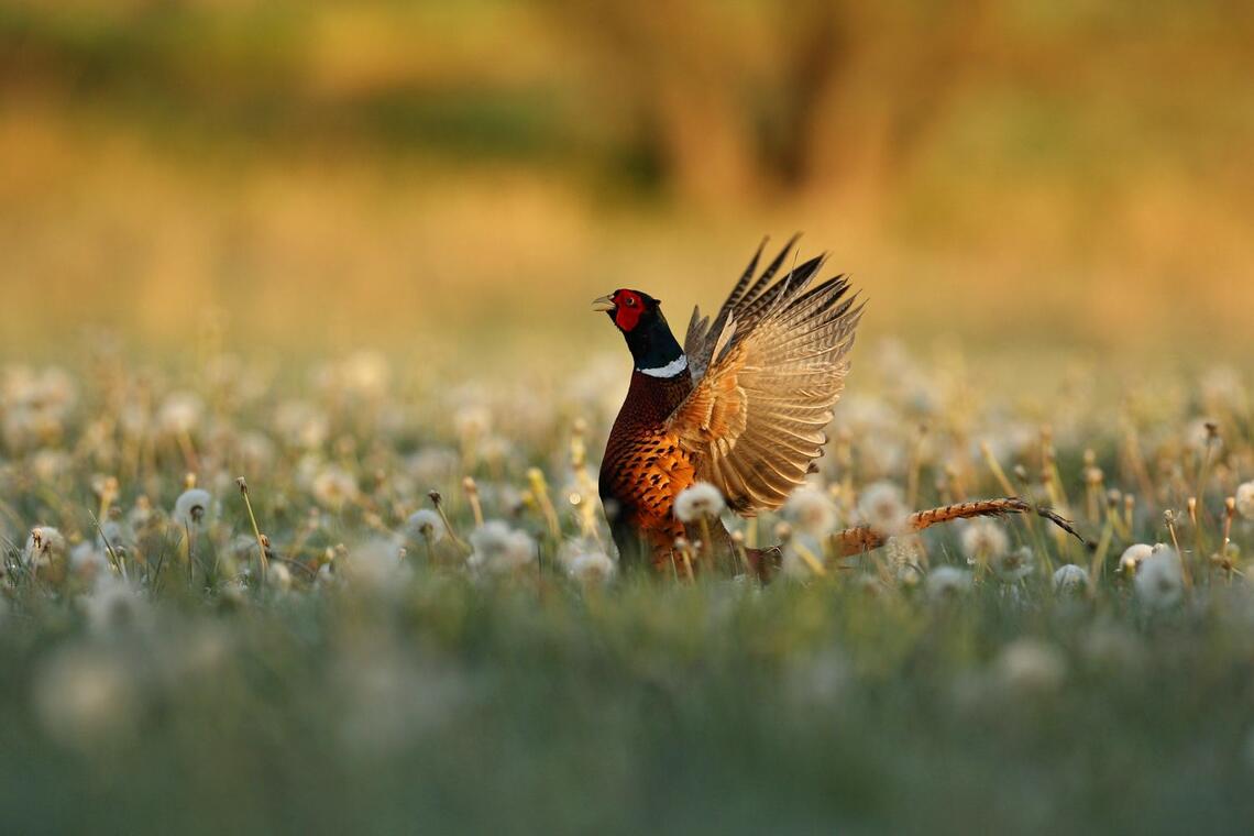 Fête de la chasse - Tréguennec - Pays bigouden - Bigoudenjoy