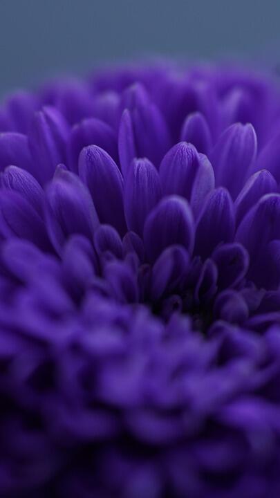 fleur