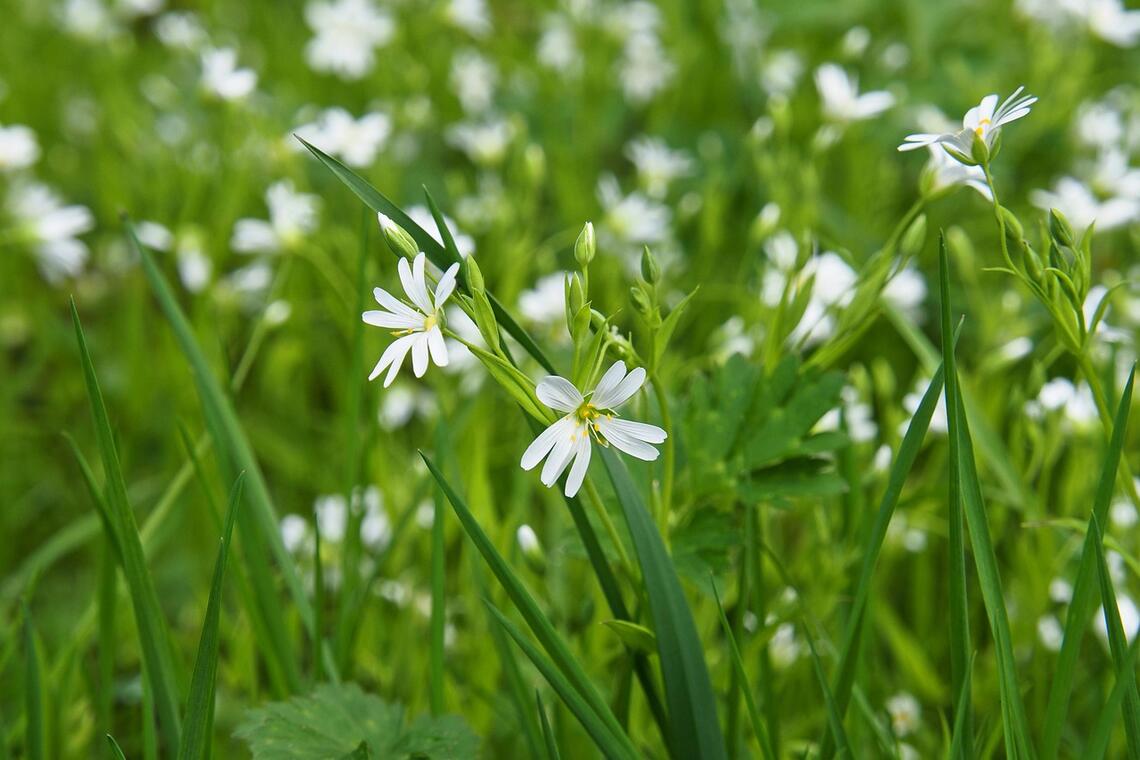 Fete de la nature - Peumerit - Pays bigouden