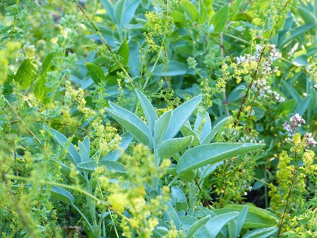 herbs-5970067_640