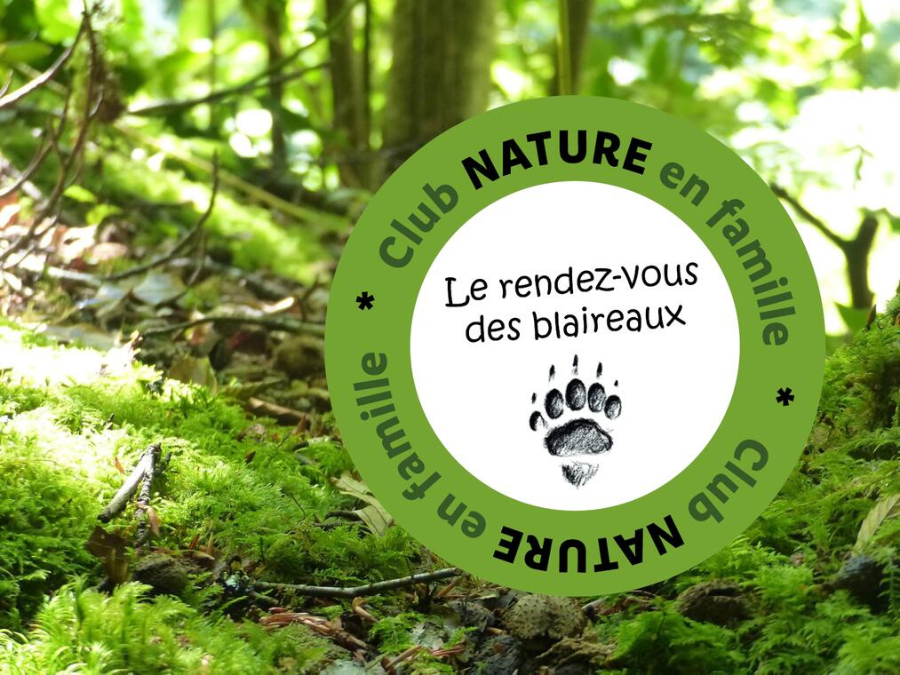 Mousse dans la foret