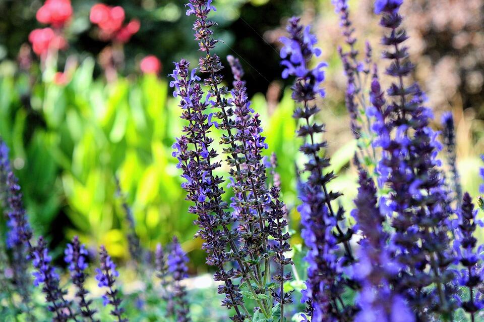 jardin
