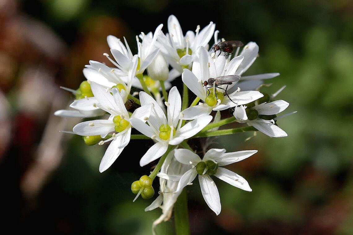 plantes comestibles wild-garlic-5127205_1280