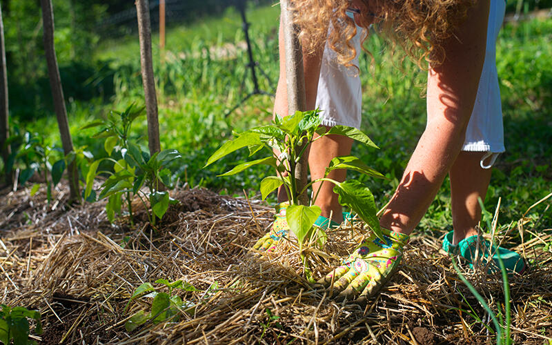 potager