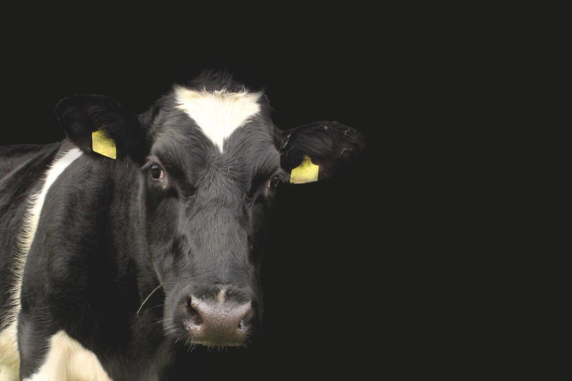 Découverte d'une exploitation agricole- Guiler Sur Goyen - Pays Bigouden