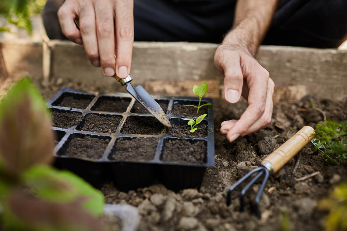 Plantes - Pont-l'Abbé - Pays bigouden - Bigoudenjoy