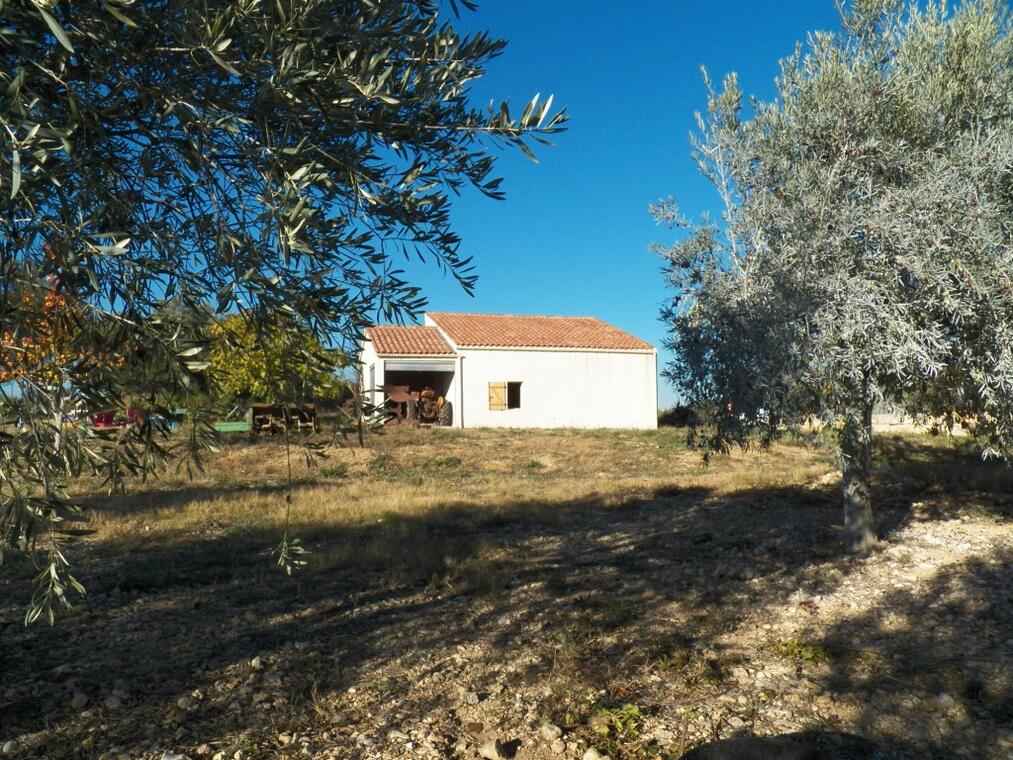 Oliveraie (5)