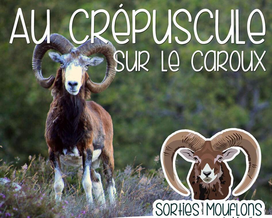 Au crepuscule - Sorties mouflons - Centre Cebenna