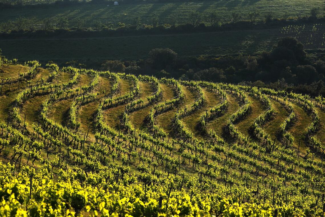 Vignoble de Faugères
