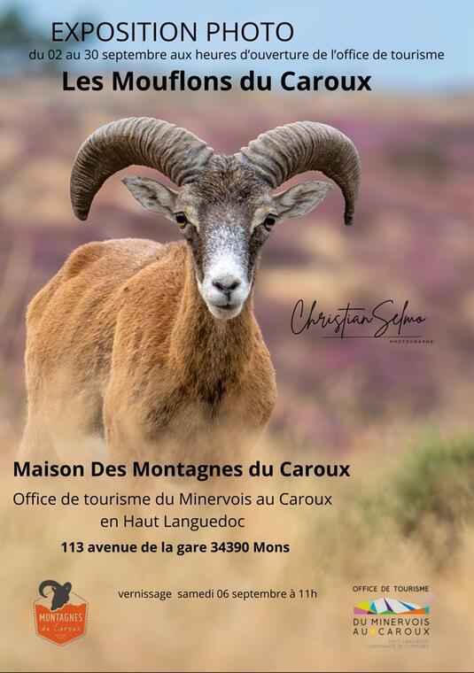 expo-mouflons-caroux-SELMO