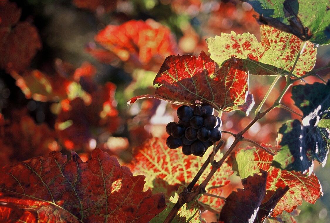 flore_raisin_automne_CCOJ_286