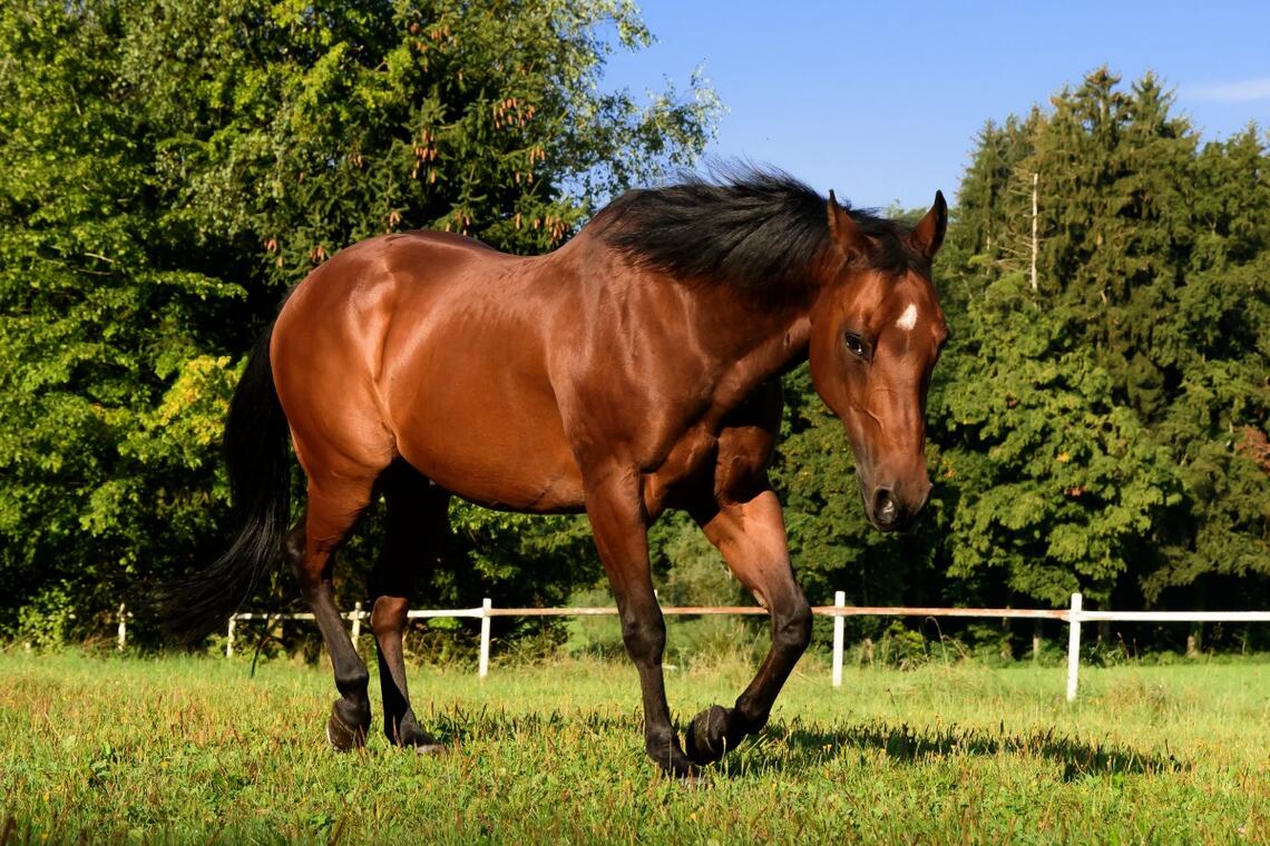 horse_quarterhorse_brown_pasture_trot_ride_stall_animal-519353