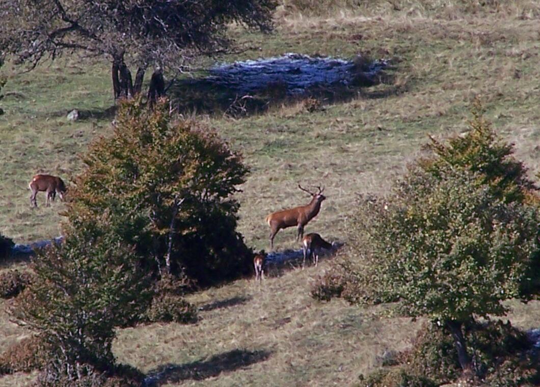Brame du cerf