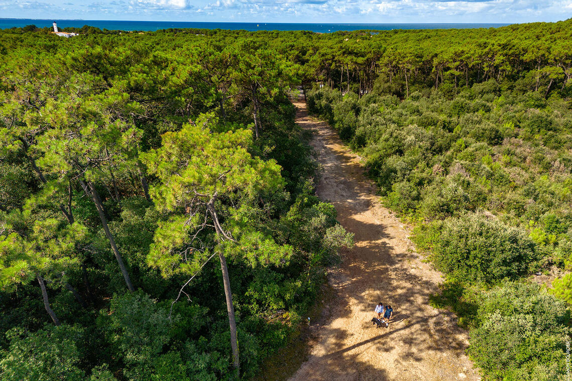 forêt_domaniale_la_tranche_sur_mer_03 copie