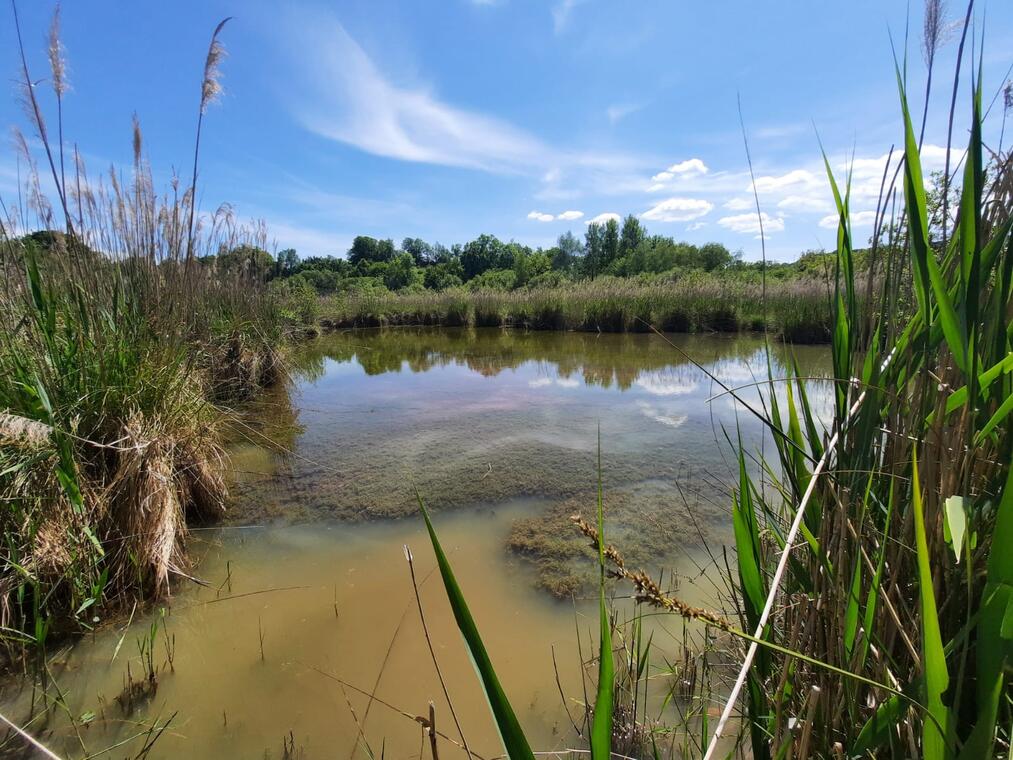 100422-habitatsnaturels-rnrmaraisbonnefont