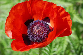 coquelicot