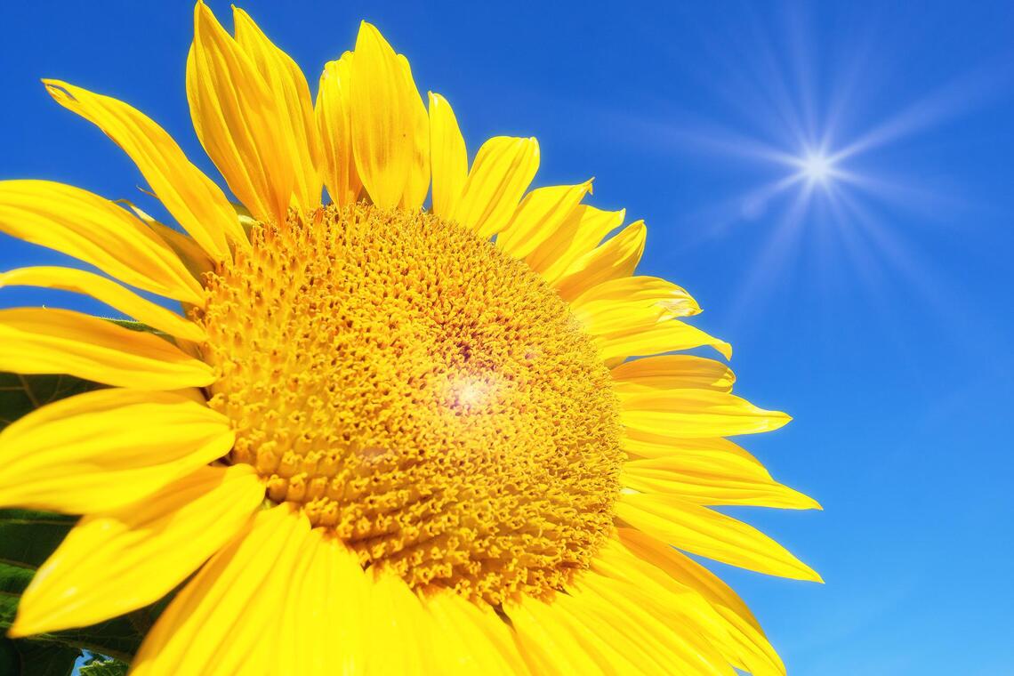 sunflower-4298940_1920