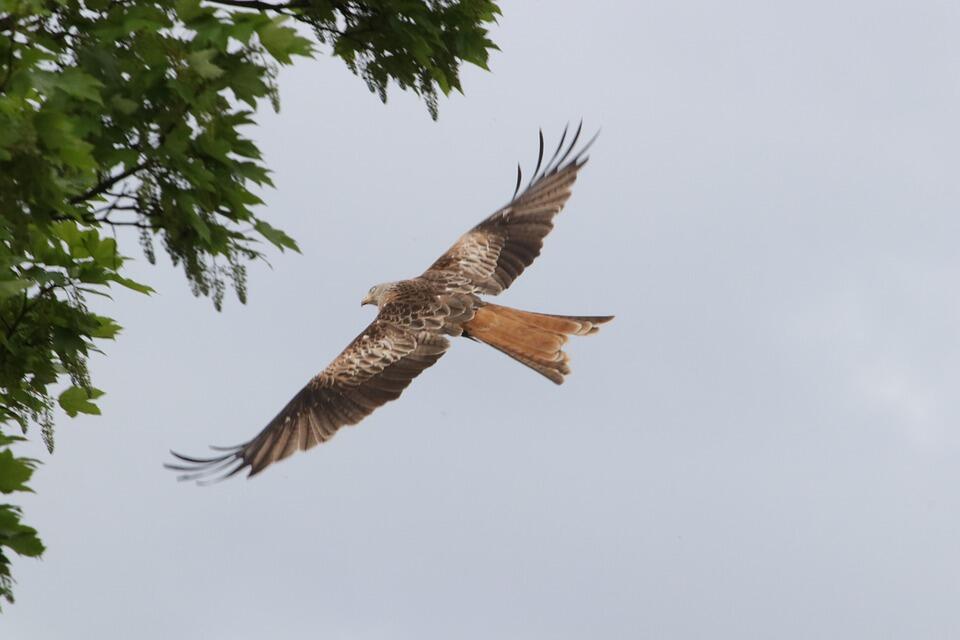 EN QUÊTE DE RAPACES