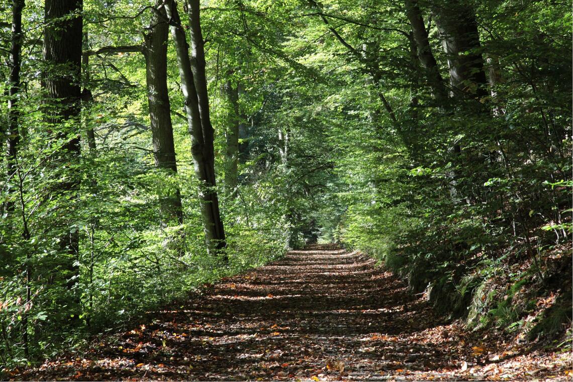forêt chênes